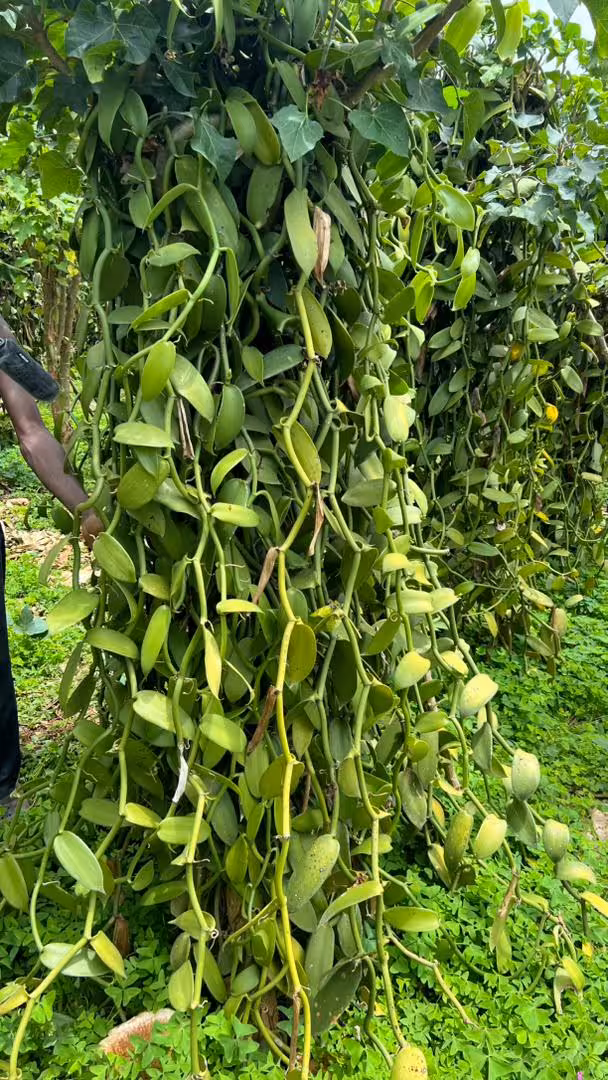 Close-up of vanilla vines with green beans — Uganda highlands