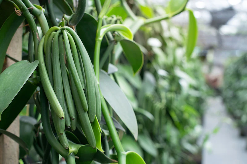 Premium Ugandan vanilla beans