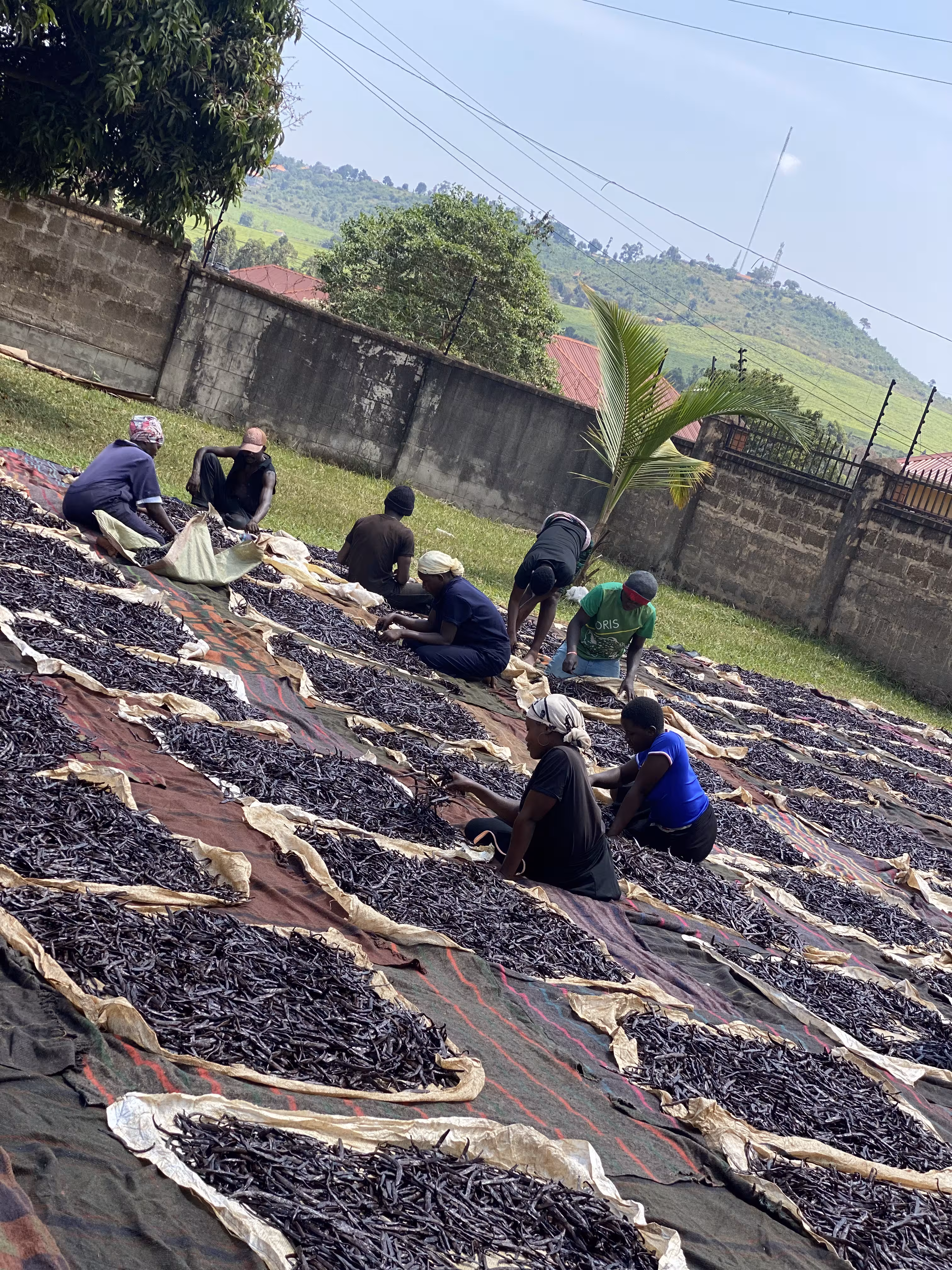 Navigating International Requirements to Export Vanilla