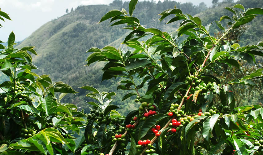 Fine Robusta Coffee
