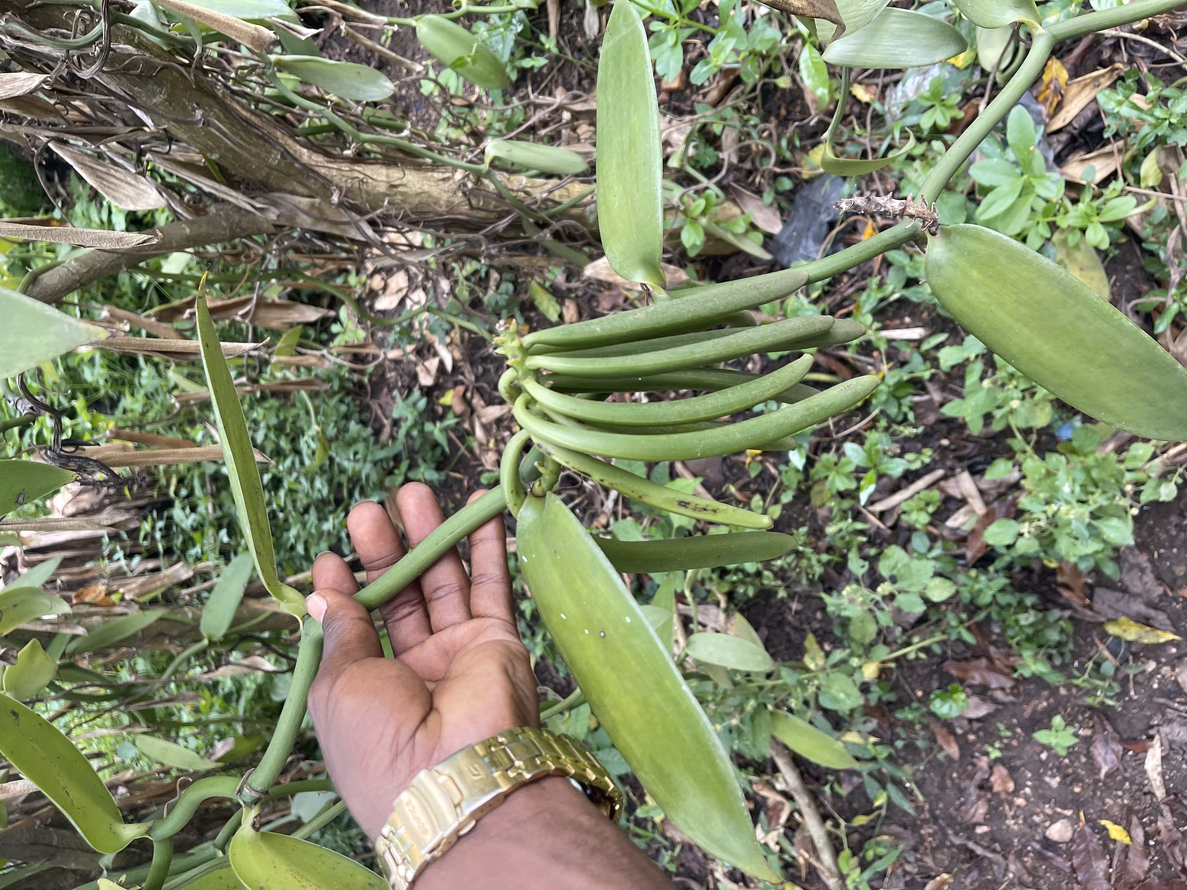 IK Food Uganda Vanilla