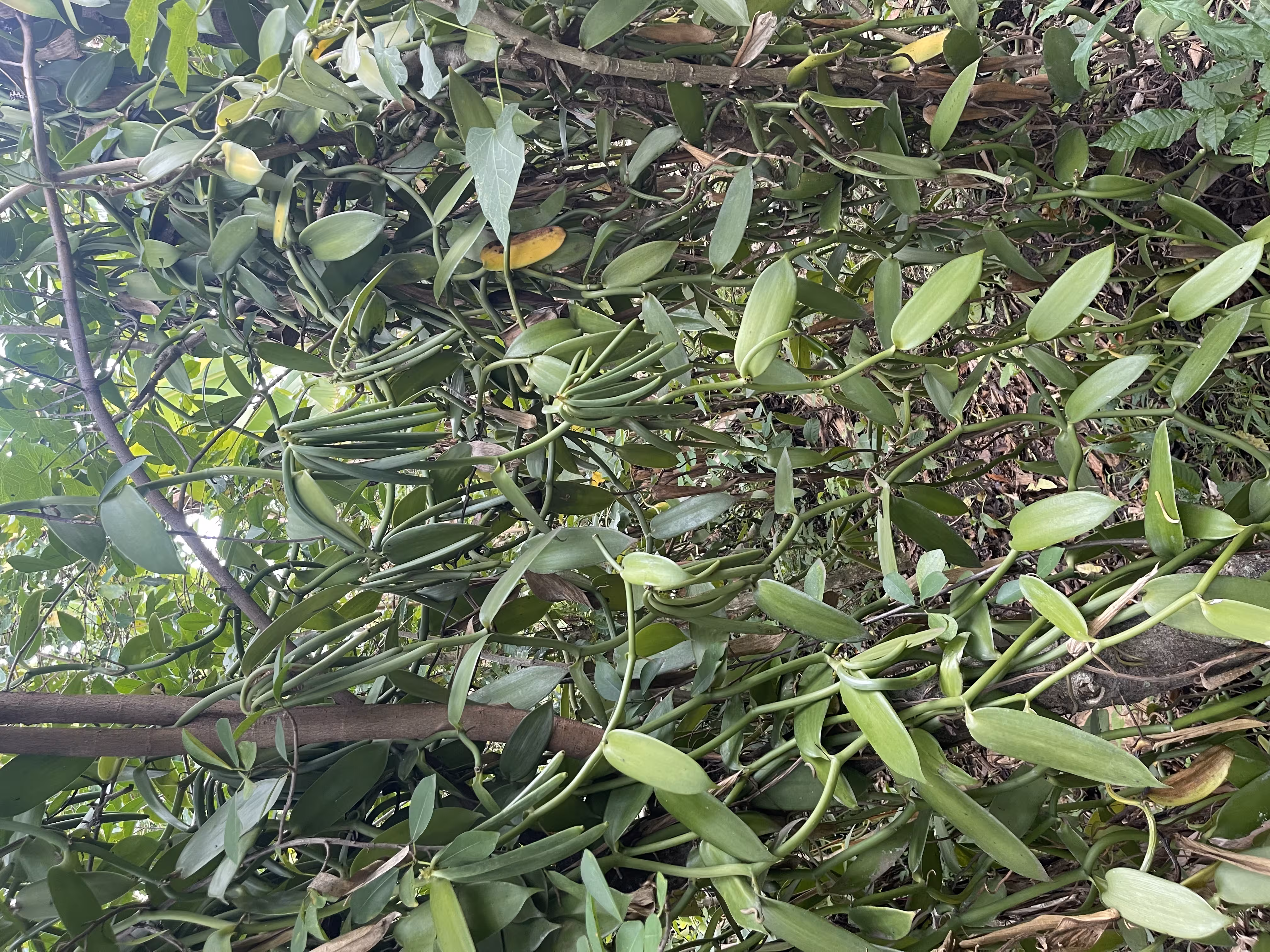 Natural Vanilla Beans