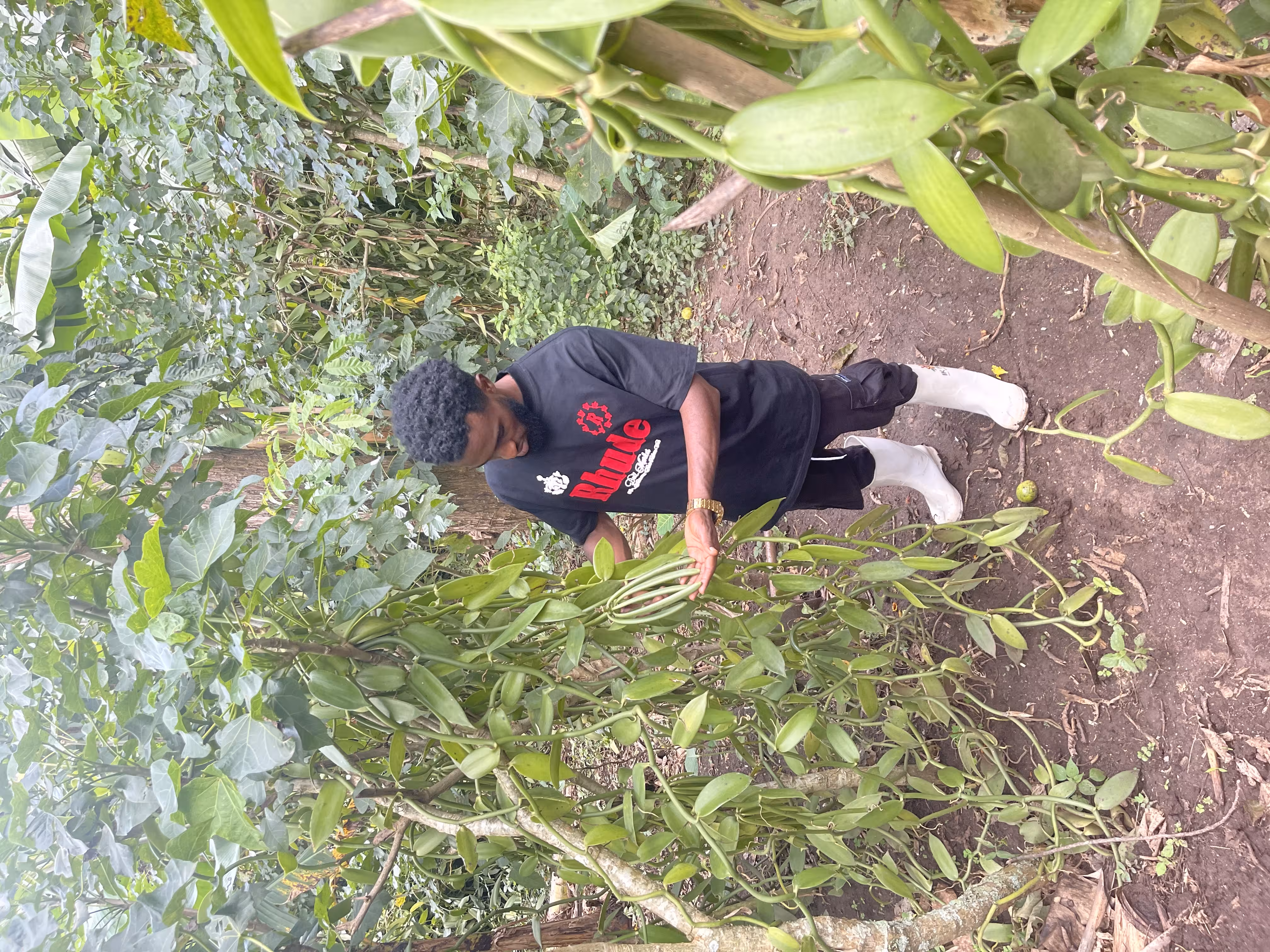 Vanilla Farm Uganda