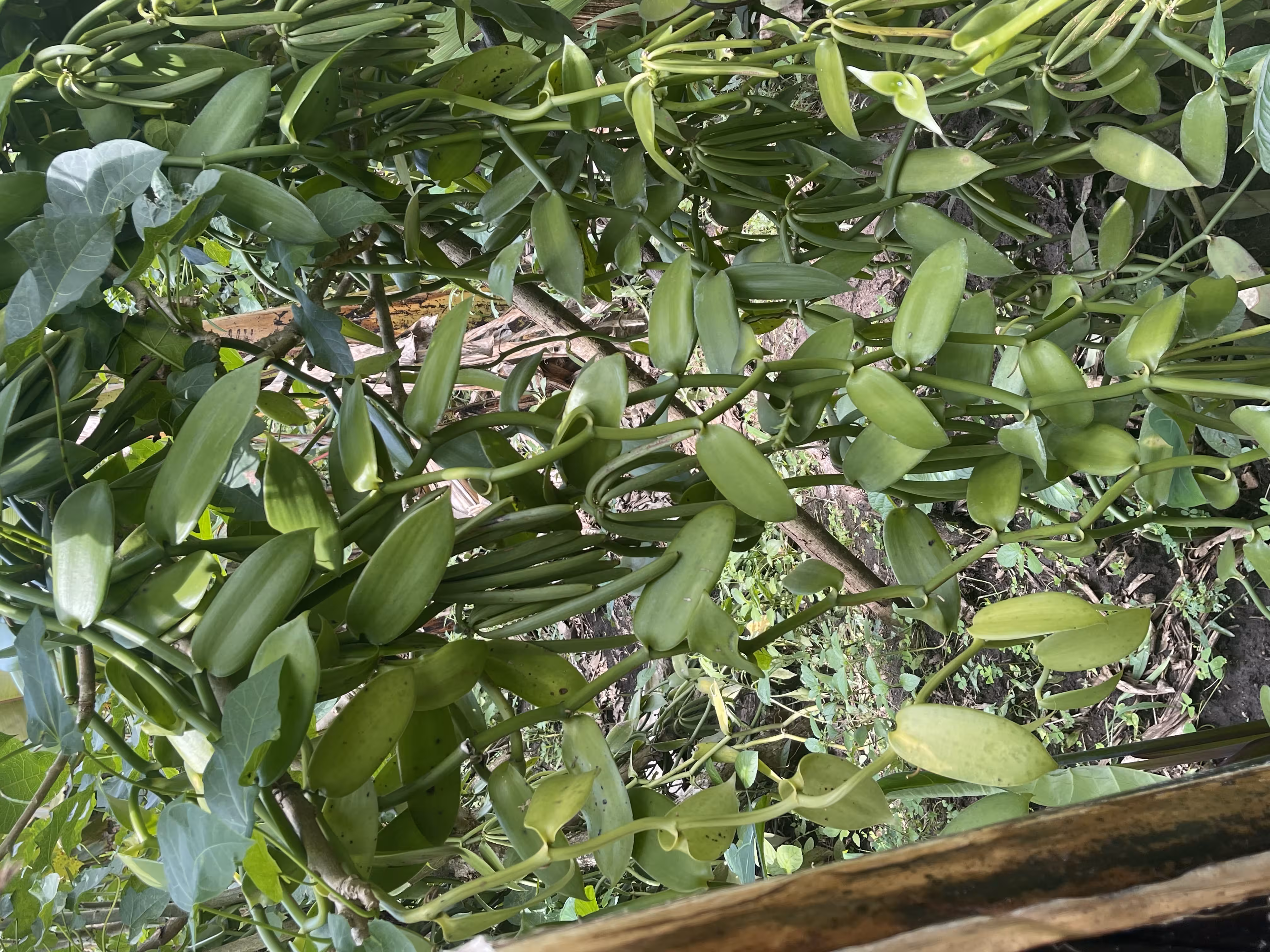 Vanilla Bean Curing
