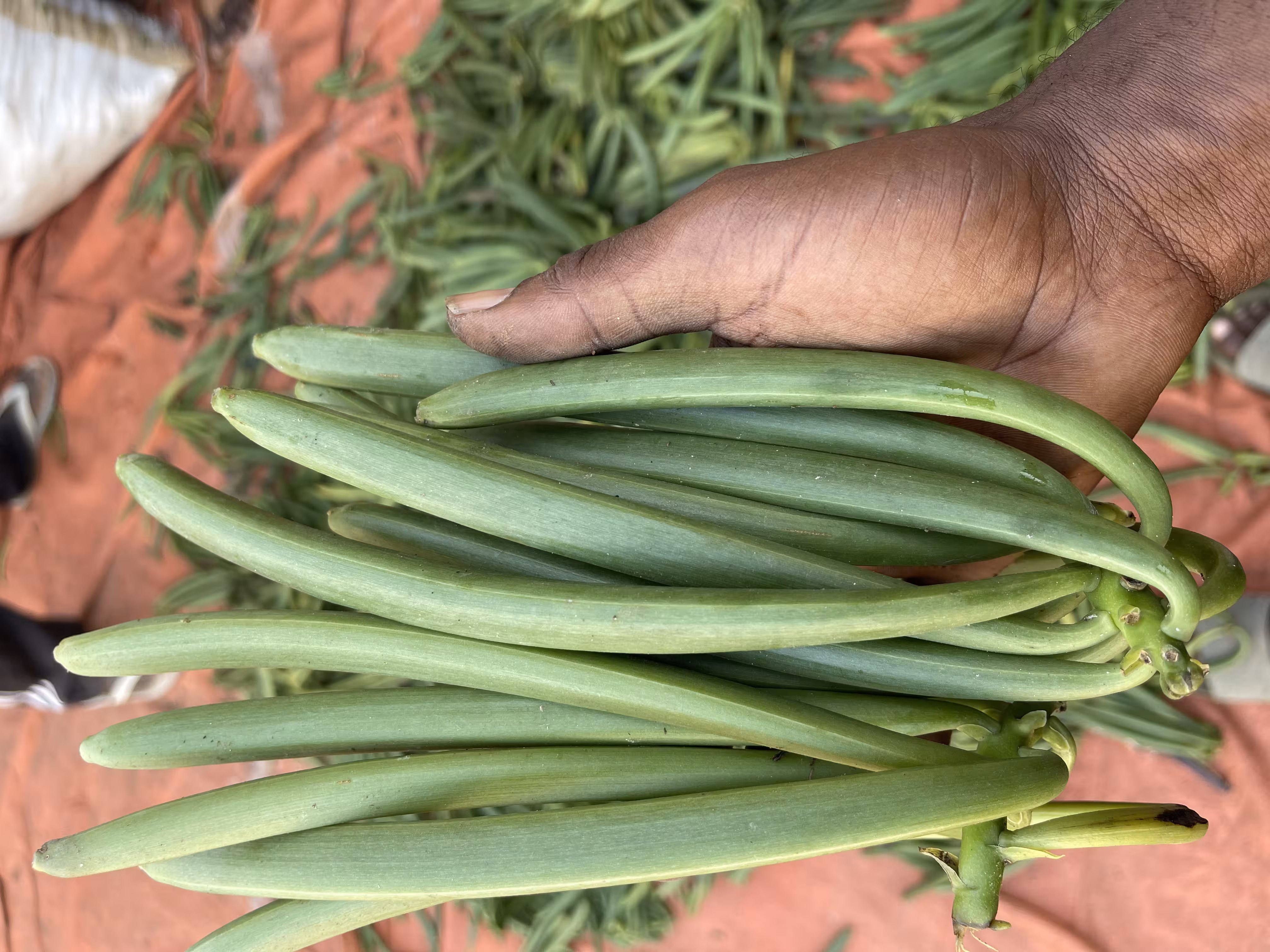 Vanilla Pods Ready for Export