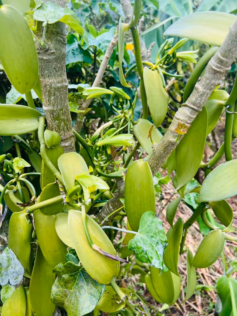 Ugandan Vanilla — Farmgate