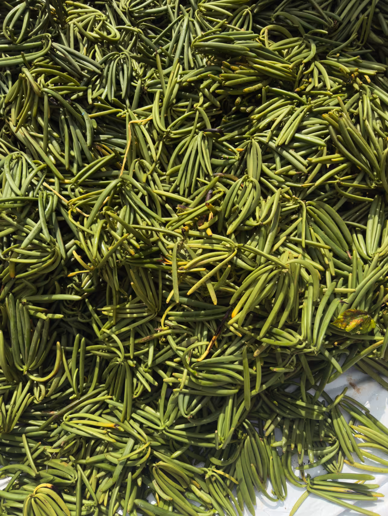 Fresh green vanilla beans on the vine